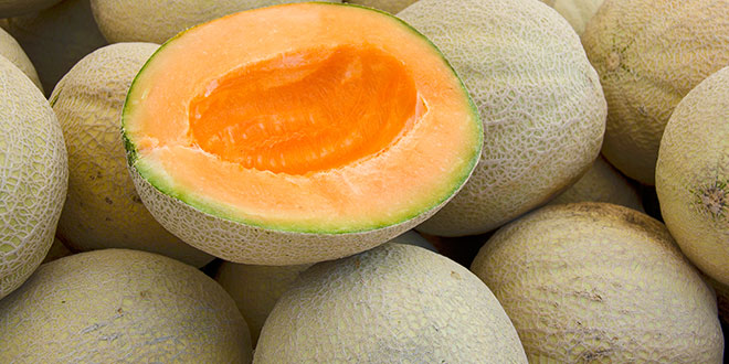 Seminis Vegetable Seeds, Seedway partner for watermelon plant