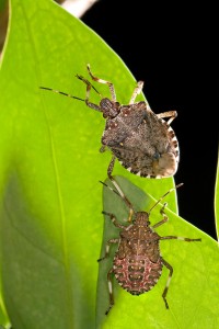 Brown marmorated stink bugs. Photo: USDA