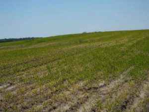 Photo: Vegetable Growers News