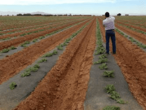 2016 will be Van Groningen & Son's inaugural year growing organic. Photo: Van Groningen & Sons