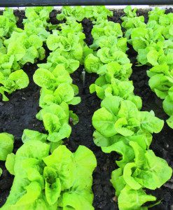 Rows of head lettuce are planted very intensively and harvested as young as possible.
