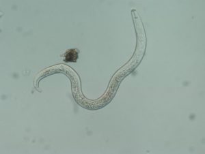 Lesion nematode specimen magnified under light microscope. Photo: Zane Grabau/MSU