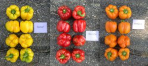 The highest yields were produced by Bentley, Felicitas, and Orangela.