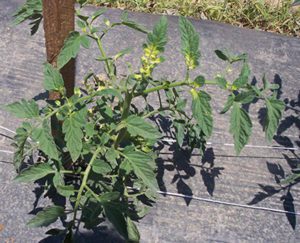 Tomato plant showing typical glyphosate injury of the yellow to white coloring of the growing point area. Photo: Nathan Howard, University of Kentucky, Bugwood.org