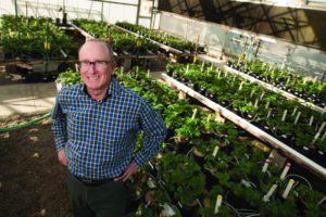 Steven Knapp is the new director of the UC Davis strawberry breeding program. Photos: Gregory Urquiaga/UC Davis