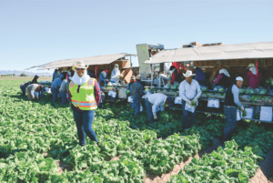 Gloria Mejia supervises lettuce pickers in a California field. Tanimura & Antle is now the largest independent lettuce grower in the United States.