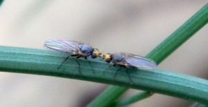 The allium leafminer never had been found in the Western Hemisphere until it was discovered recently in Lancaster County, Pennsylvania. Photos: Sven Spichiger