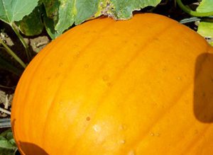 Bacterial spots on fruit are suppressed by regular applications of copper and fungicides when leaves are infected.