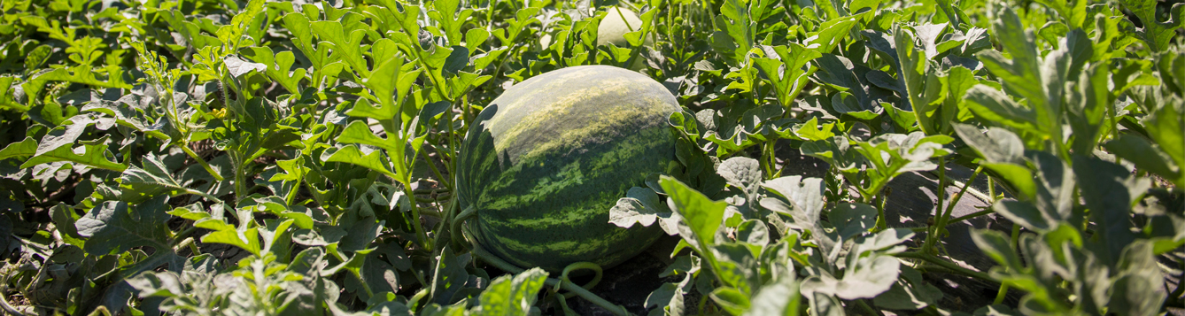 With Crops In The Ground Florida Watermelon Growers Face Uncertainty