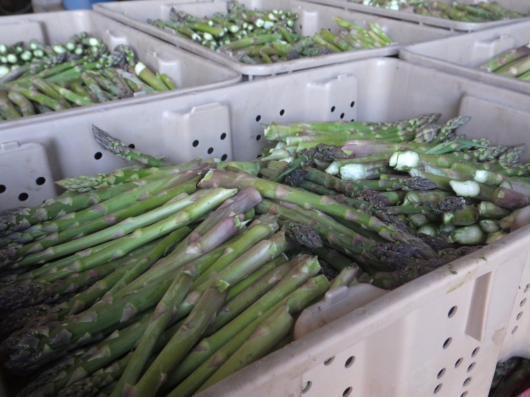 Michigan asparagus growers see prices dip Vegetable Growers News