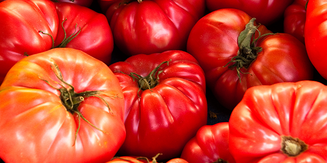 Tomatoes stock photo