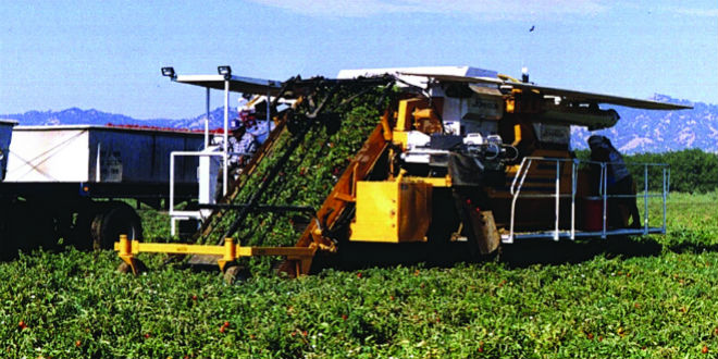 The self-propelled Johnson Tomato Harvester, which is now manufactured and sold by California Tomato Machinery Co. Photo: California Tomato Machinery