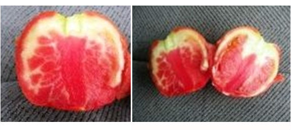 Figure 1. Internal whitening of tomato fruit found in high tunnel tomatoes this late spring.