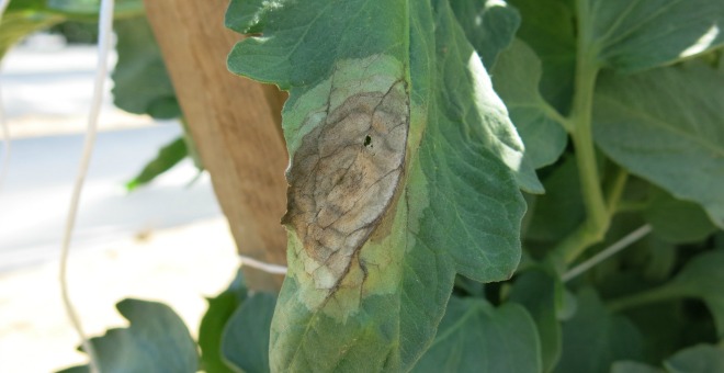 An example of late blight.