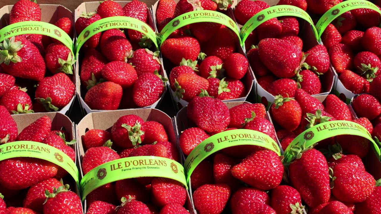 NASGA Summer Tour Looks at Quebec Strawberry Production Vegetable