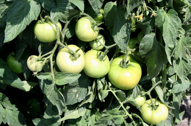 Late Blight Spotted In Southwest Florida Tomatoes Potatoes Vegetable Growers News,What Does Elope Mean In Medical Terms