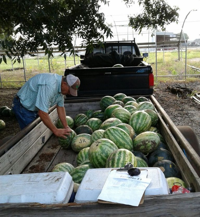 Watermelon trial helps Texas producers Vegetable Growers News