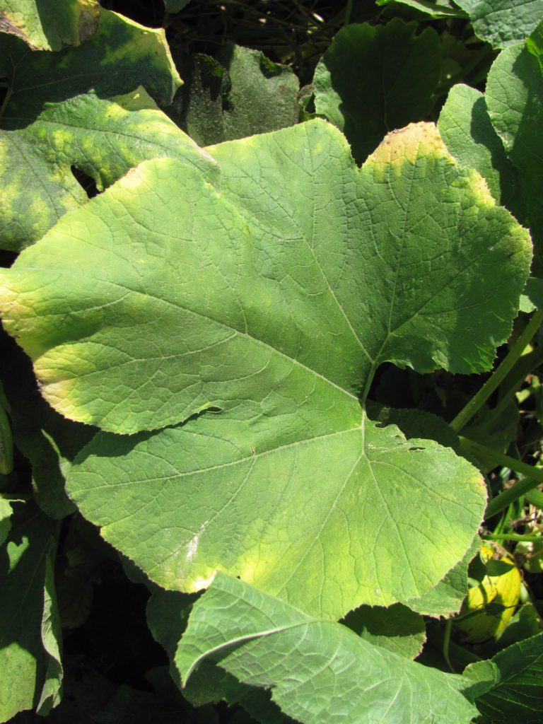 Decoding the cause of yellow pumpkin leaves Vegetable Growers News