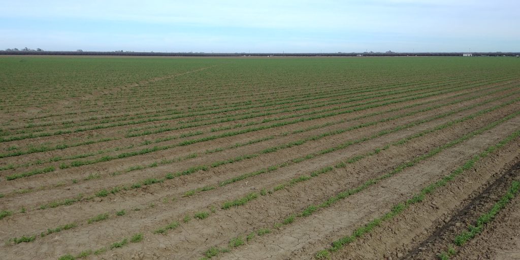 Garbanzo beans 2 Vegetable Growers News