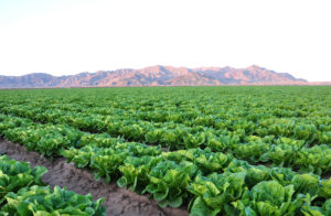 Yuma lettuce field - Vegetable Growers News