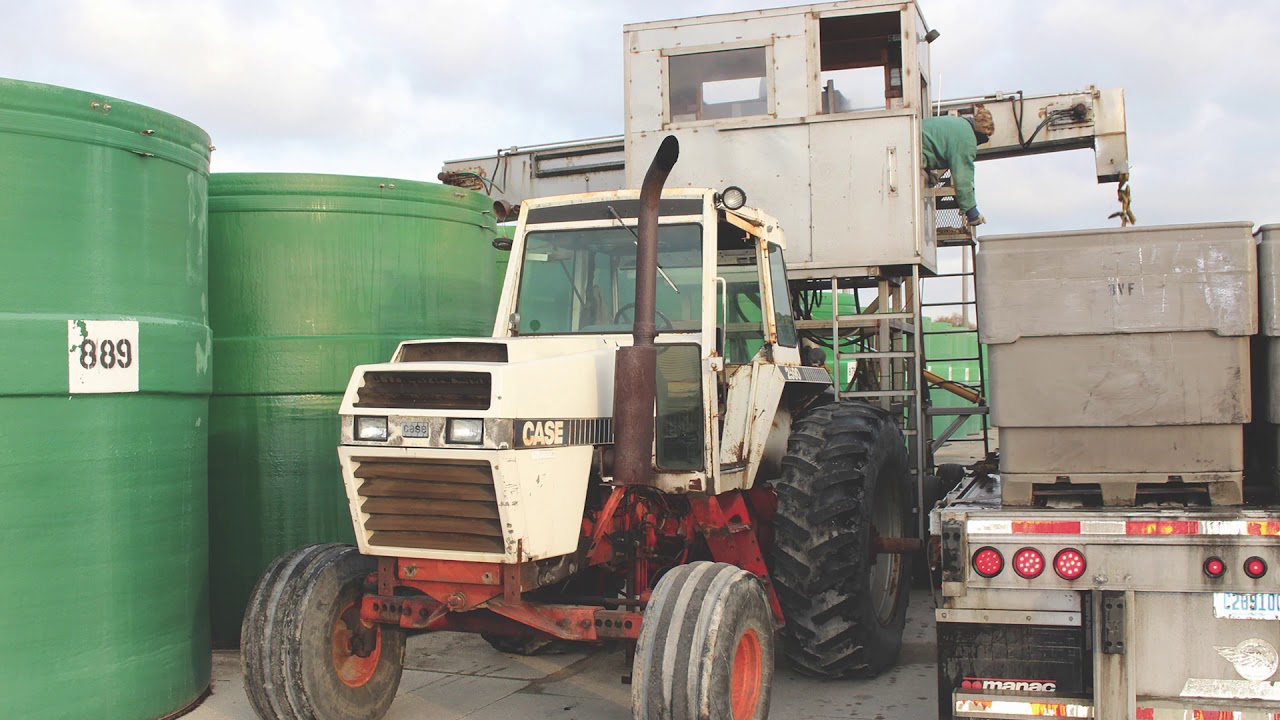 Swanson Pickle Pickling Cucumbers in West Michigan Vegetable Growers