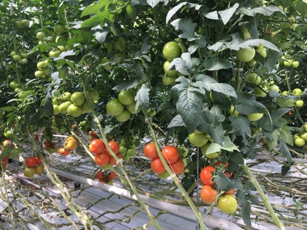 Biodegradable Clips Curb Greenhouse Plastic Use Vegetable Growers News