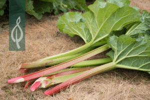 rhubarb