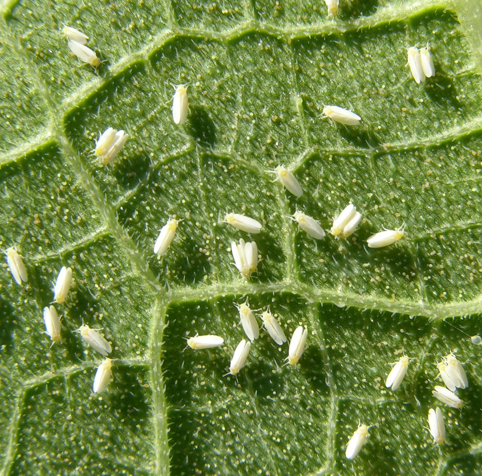 Silverleaf whiteflies crisis in researched Vegetable Growers News