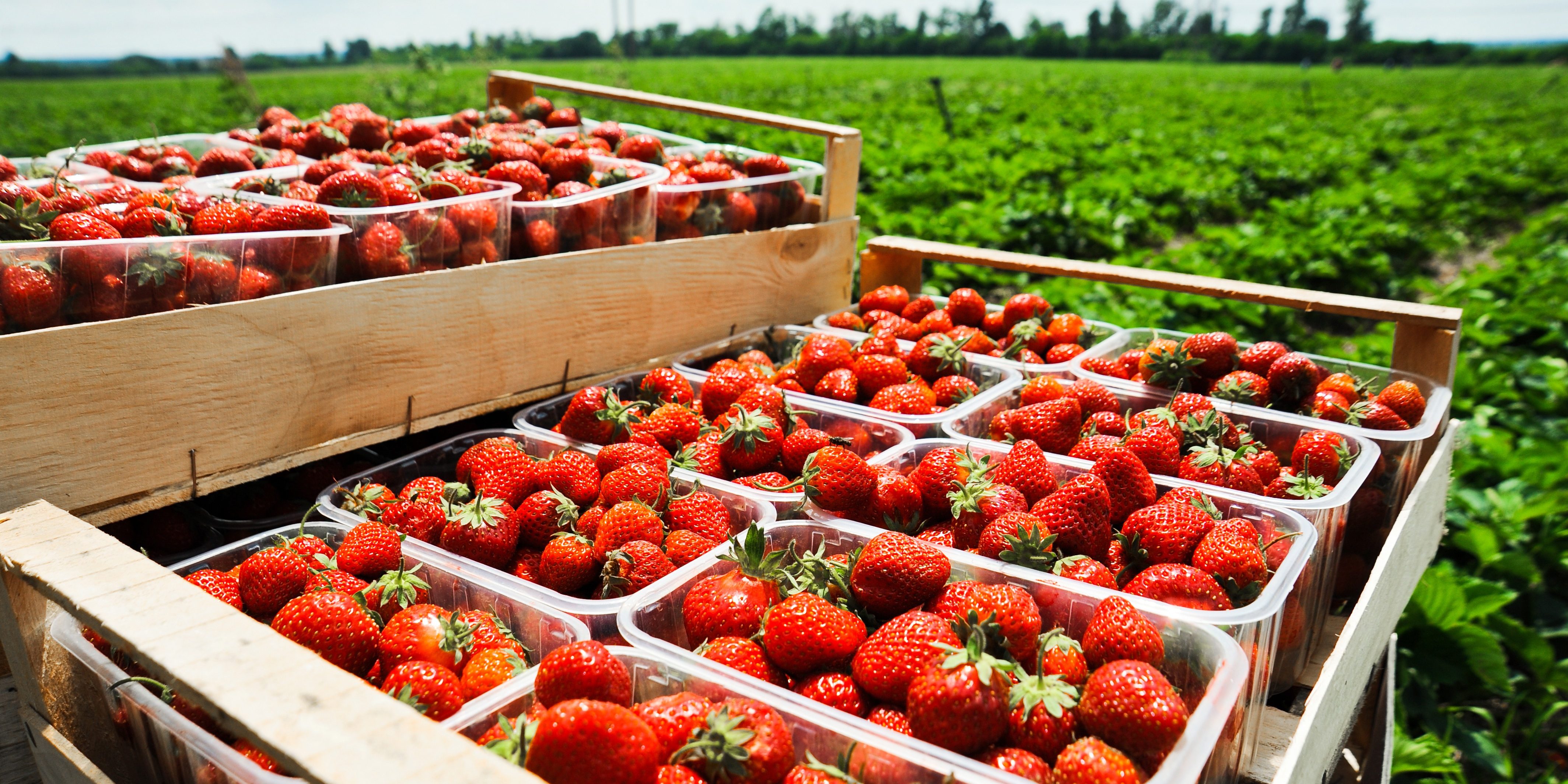 https://vegetablegrowersnews.com/wp-content/uploads/2018/07/California-strawberries.jpg