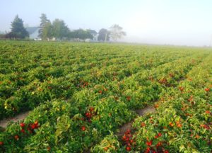 Field of tomatoes