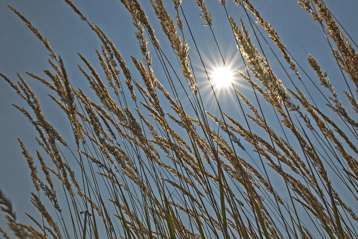 Climate Change Adaptation Fellowship Program gets $149K grant ...