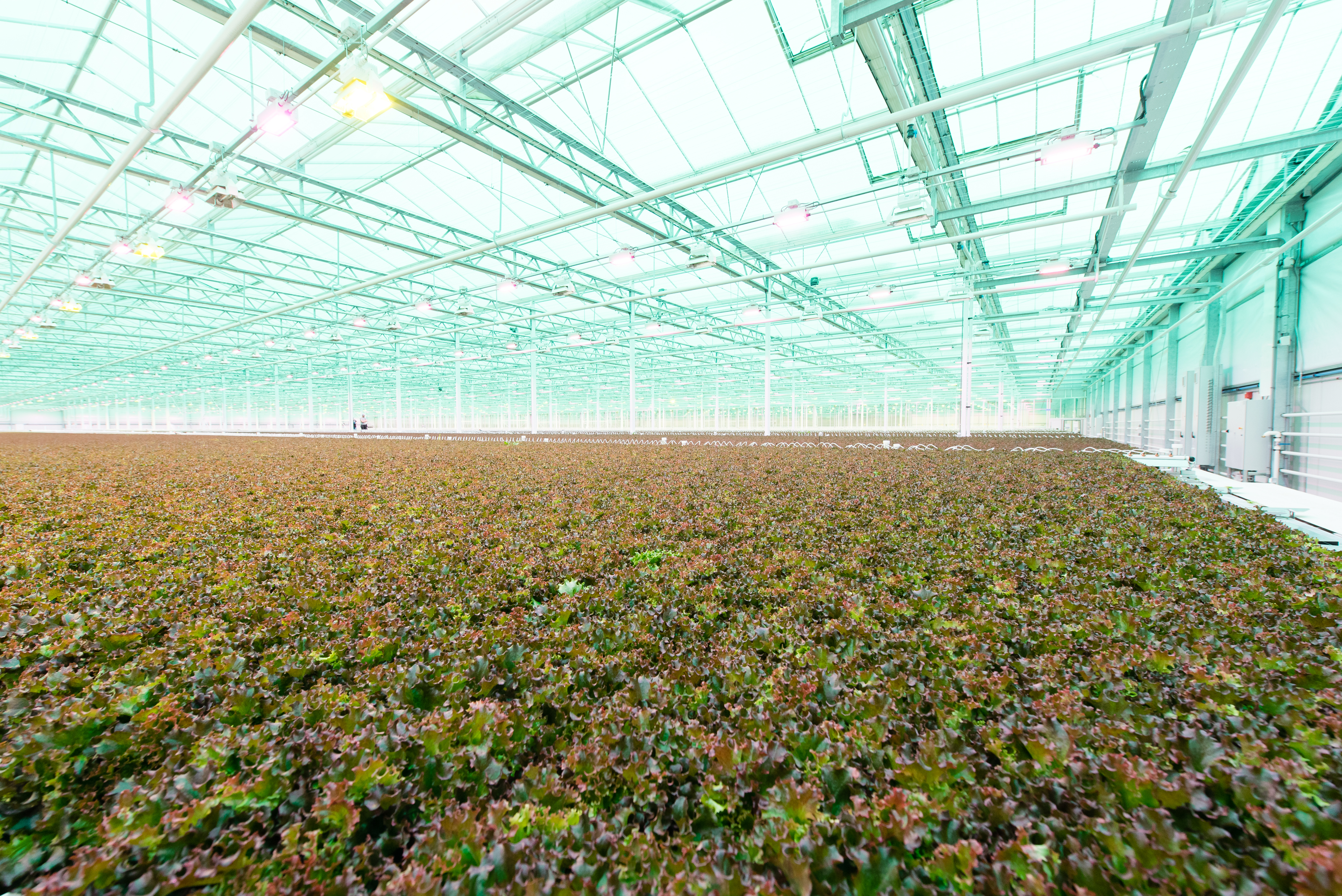Gotham Greens Plans to Double Its Greenhouse Capacity in 2022