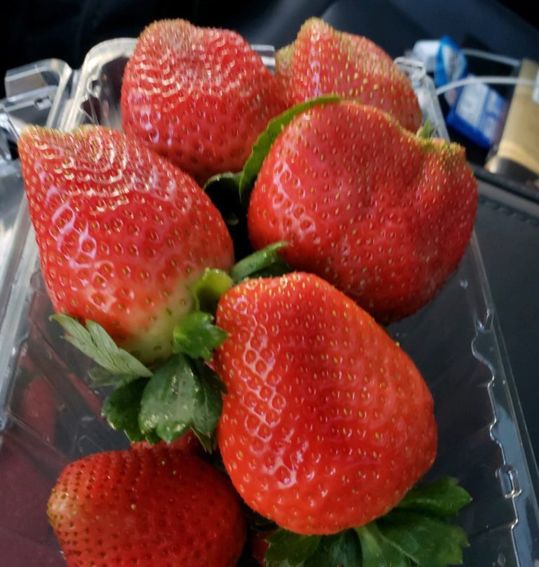 Florida strawberry farm benefits from sustainable approach Vegetable
