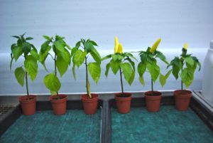Pepper Plants in trial