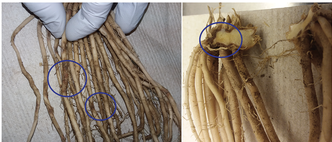 Pathogens in asparagus crowns researched Vegetable Growers News