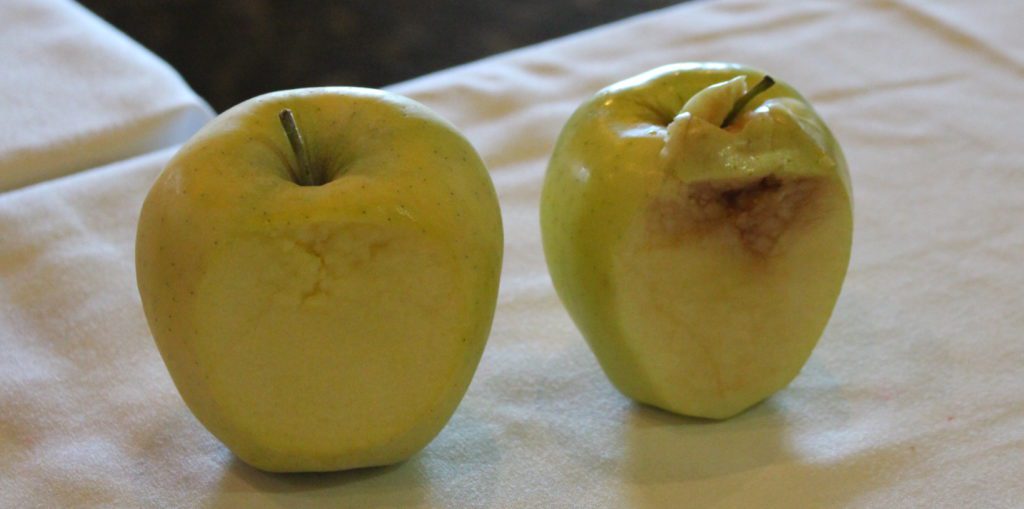 An Arctic Golden Granny, left, shows less browning than a traditional Golden Delicious half an hour after being smashed and cut. Photo: Stephen Kloosterman