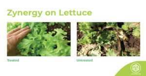 zynergy lettuce before & after