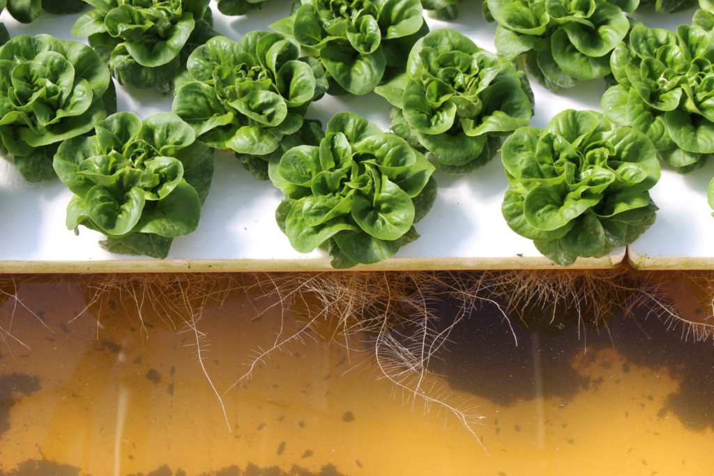 Revolution Farms lettuce hydroponics