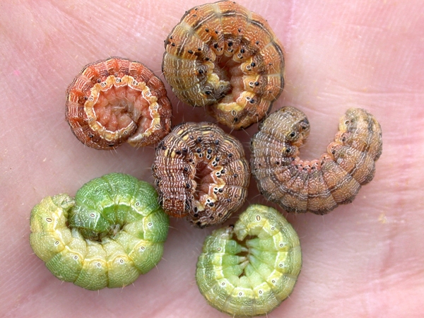 Corn ear worms in different colors.