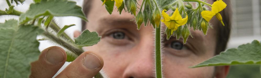 barnhart_-jake_and_hairy_stem_tomato - Vegetable Growers News