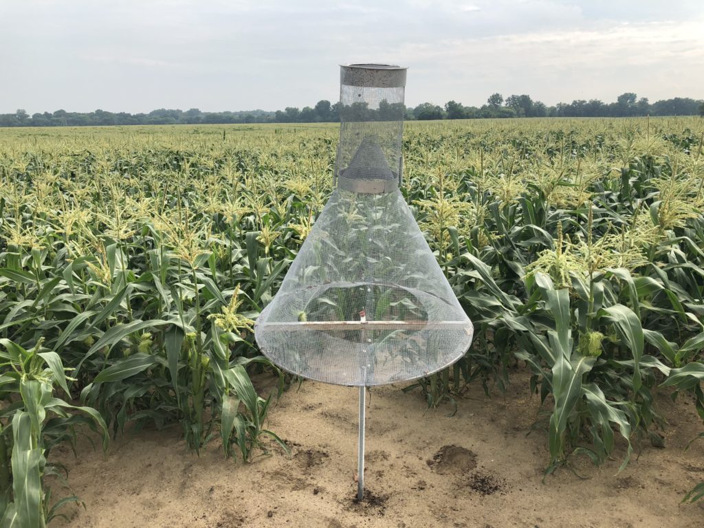 A trap for monitoring corn earworm