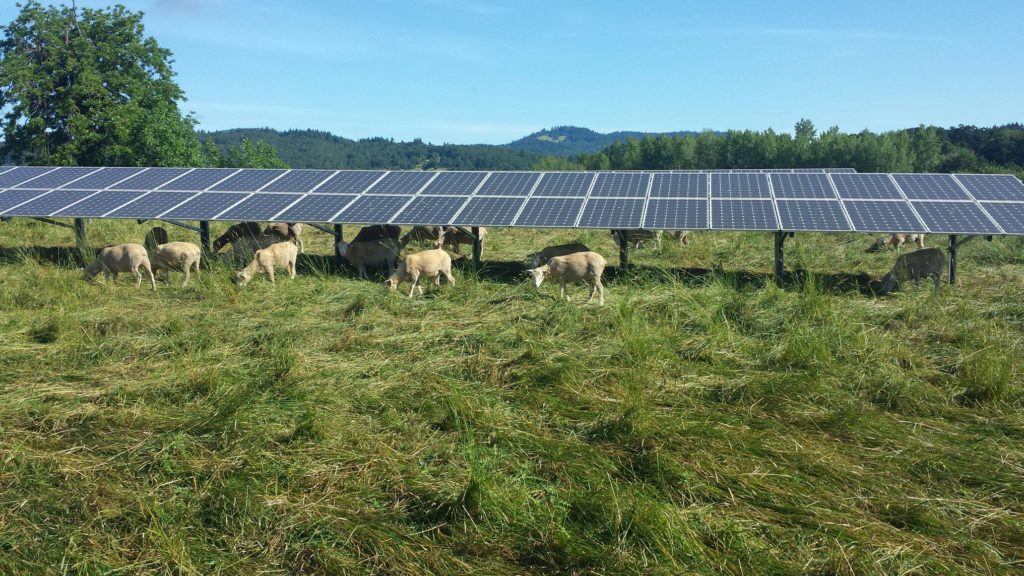 sheep by some solar panels