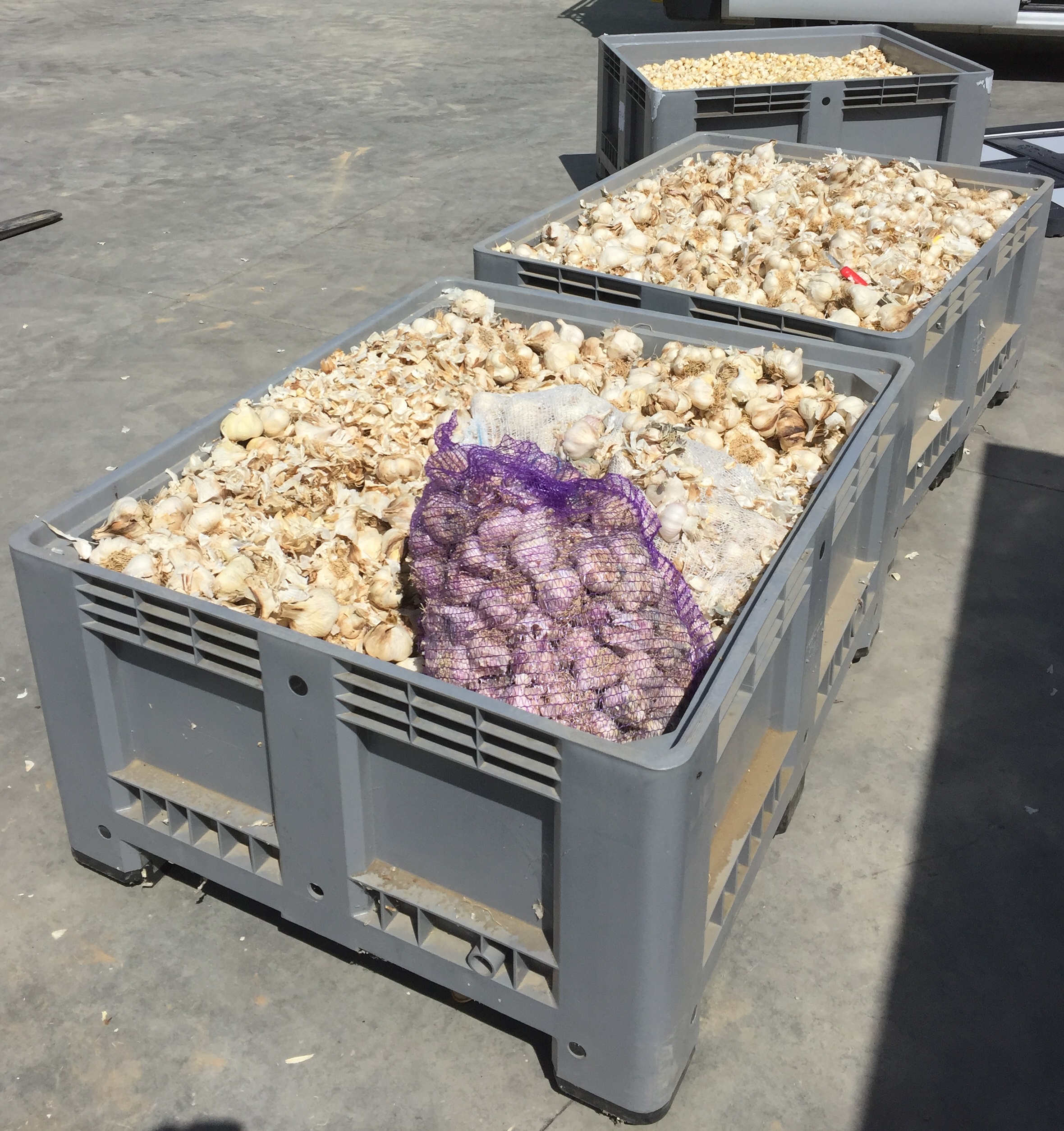 JMT US_garlic storage_10 months Vegetable Growers News