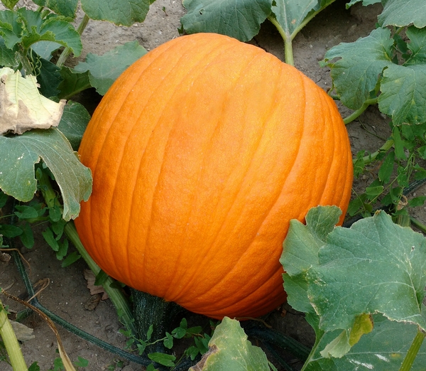 pumpkin growing in field