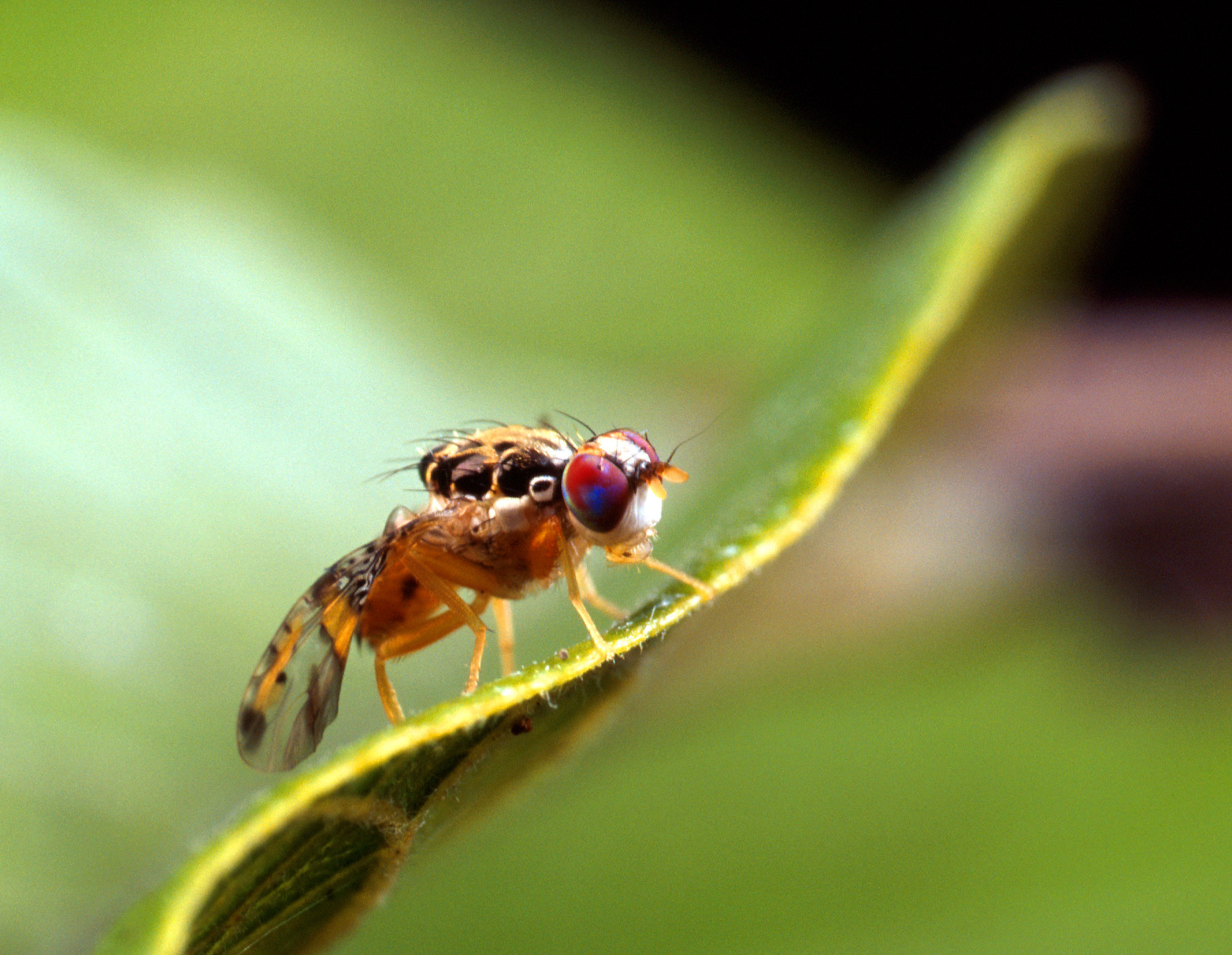 Medfly quarantine declared in San Bernadino, California - Vegetable ...