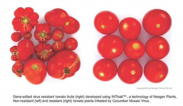 NexGen Plans gene-edited virus resistant tomatoes