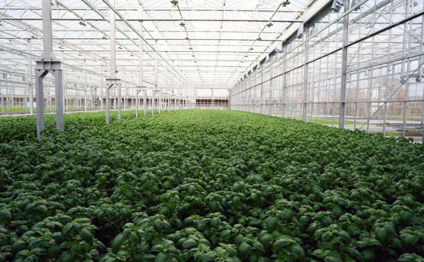 Indoor Farming Pioneer Gotham Greens Is Expanding to North Texas