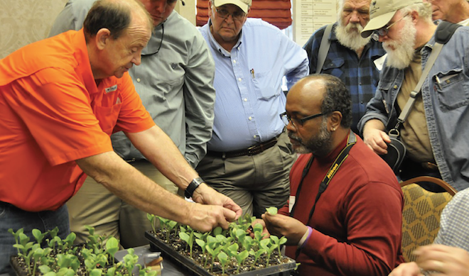 Richard Hassell demonstrates a patented grafting technique developed at Clemson Coastal Research and Education Center.