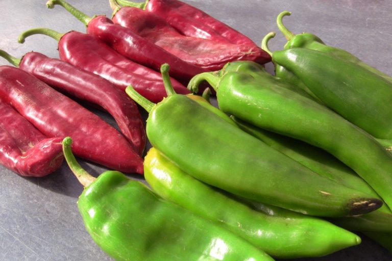 New Mexico Chile pepper heads to space Vegetable Growers News