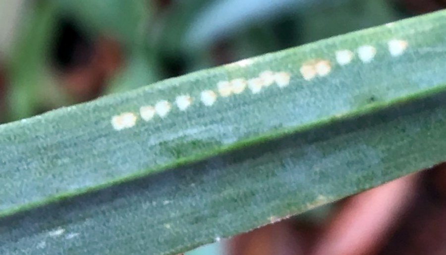 Figure 2. Oviposition and feeding scars on a leek leaf. Photo: Brandon Lingbeek, Penn State